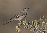 Image. Townsend's Solitaire