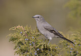 Image. Townsend's Solitaire