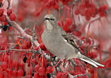 Image. Townsend's Solitaire