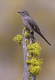 Image. Townsend's Solitaire