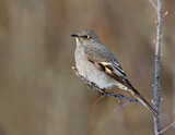 Image. Townsend's Solitaire
