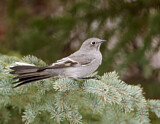 Image. Townsend's Solitaire
