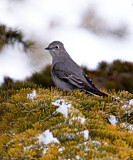 Image. Townsend's Solitaire