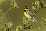 Image. Townsend's Warbler