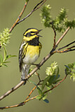 Image. Townsend's Warbler