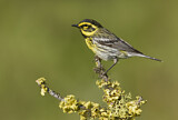 Image. Townsend's Warbler