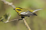 Image. Townsend's Warbler