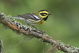 Image. Townsend's Warbler