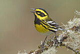 Image. Townsend's Warbler