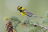 Image. Townsend's Warbler