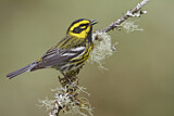 Image. Townsend's Warbler