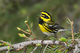 Image. Townsend's Warbler