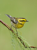 Image. Townsend's Warbler
