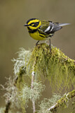 Image. Townsend's Warbler