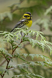 Image. Townsend's Warbler