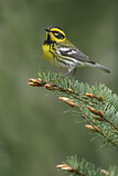 Image. Townsend's Warbler