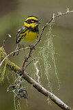 Image. Townsend's Warbler