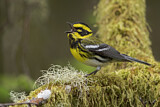 Image. Townsend's Warbler