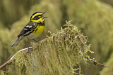 Image. Townsend's Warbler