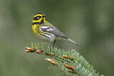 Image. Townsend's Warbler