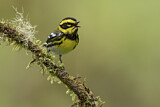 Image. Townsend's Warbler
