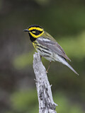 Image. Townsend's Warbler