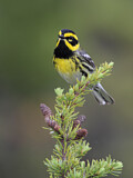 Image. Townsend's Warbler