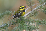 Image. Townsend's Warbler