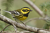 Image. Townsend's Warbler