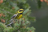 Image. Townsend's Warbler