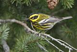 Image. Townsend's Warbler