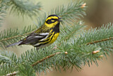 Image. Townsend's Warbler