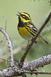 Image. Townsend's Warbler