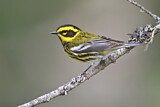 Image. Townsend's Warbler