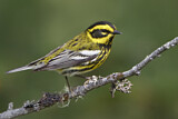 Image. Townsend's Warbler
