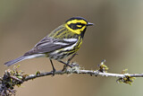 Image. Townsend's Warbler