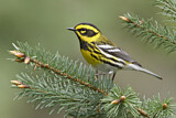 Image. Townsend's Warbler