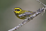 Image. Townsend's Warbler