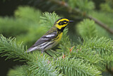 Image. Townsend's Warbler