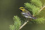 Image. Townsend's Warbler