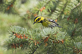 Image. Townsend's Warbler