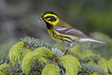 Image. Townsend's Warbler