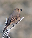 Image. Townsendklarino