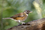 Image. Trauerdrossel