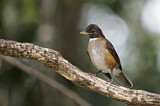 Image. Trauerdrossel