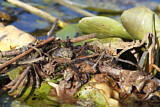 Image. Trauerseeschwalbe