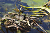 Image. Trauerseeschwalbe