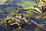 Image. Trauerseeschwalbe