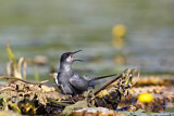 Image. Trauerseeschwalbe