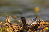 Image. Trauerseeschwalbe